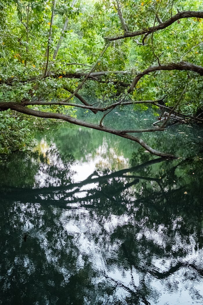 Serene view of mangrove reflections in a tranquil river, Playa del Carmen, Mexico.