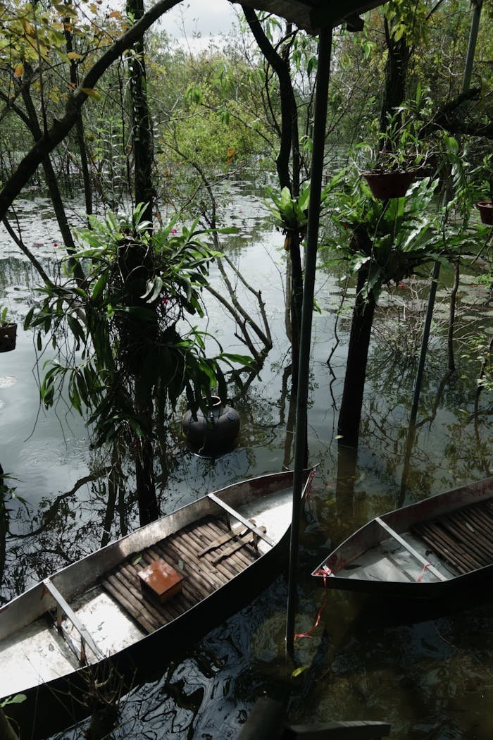 Wooden boats tied among lush mangrove trees and hanging plants in a tranquil waterway.