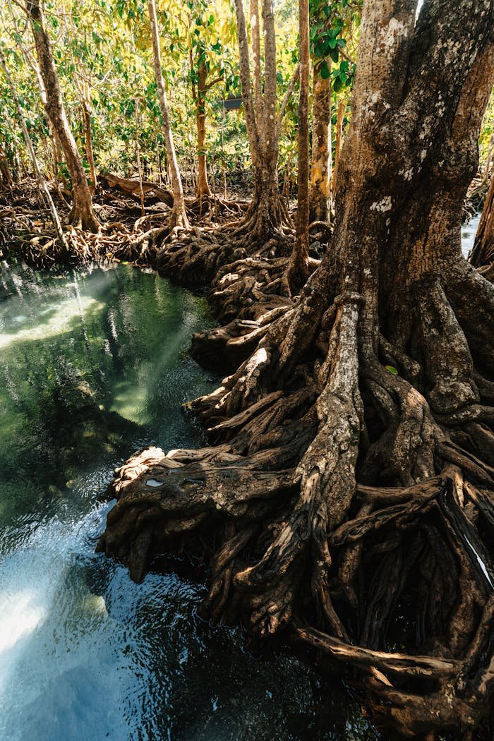 Beautiful mangrove forest in Krabi, Thailand showcasing intricate root systems.